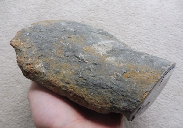 Fossil Pliosaur Femur for Sale. UK, Kimmeridge Clay, Oxfordshire ...