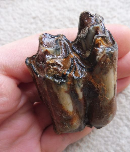 Fossil Steppe Bison (Bison priscus) Tooth Teeth for Sale. UK. | Megalodon  fossil shark teeth for sale, UK and worldwide fossils