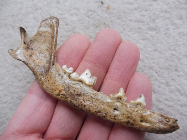 Fossil Red Fox Jaw Vulpes vulpes for Sale. Tomaszowki Cave