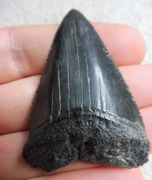 Fossil Great White Shark Tooth Teeth for Sale. UK & Worldwide.  Megalodon  fossil shark teeth for sale, UK and worldwide fossils