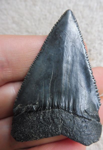 Fossil Great White Shark Tooth Teeth for Sale. UK & Worldwide