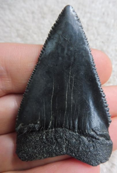 Fossil Great White Shark Tooth Teeth for Sale. UK & Worldwide