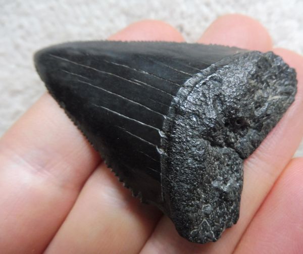 Fossil Great White Shark Tooth Teeth for Sale. UK & Worldwide