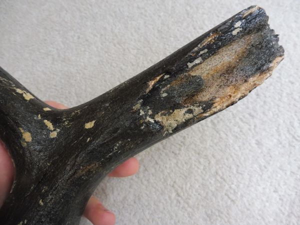 Fossil Reindeer antler bone for Sale. UK Fossils. North Sea ...