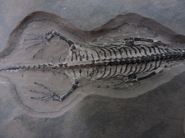 Keichousaurus hui, Triassic, China. UK Fossils for Sale Megalodon ...