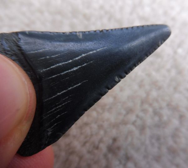 Fossil Great White Shark Tooth Teeth for Sale. UK & Worldwide