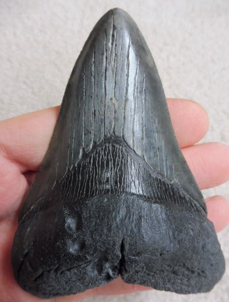 Megalodon & More Fossils Ltd. UK Fossils for sale. Megalodon