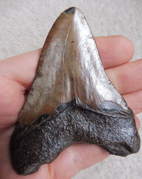 Large Megalodon Tooth Teeth for Sale UK Megalodon & More Fossils