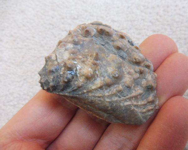 Megaldon Teeth for Sale. UK Fossils. Trigonia sp. Bivalve | Megalodon ...