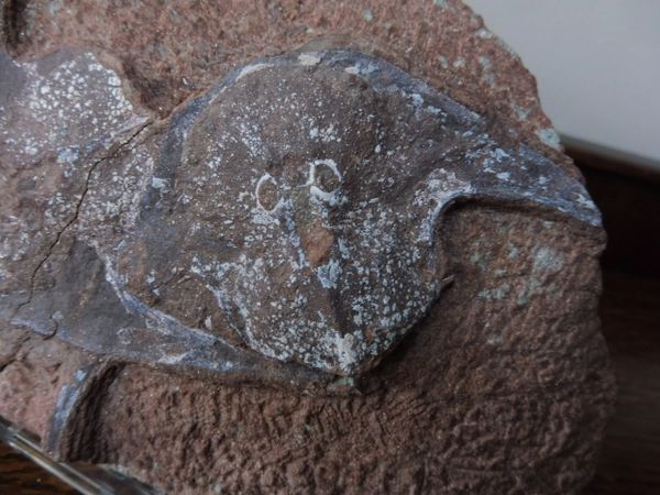 Fossil Agnathan Armoured Fish Stensiopelta pustulata. Devonian ...