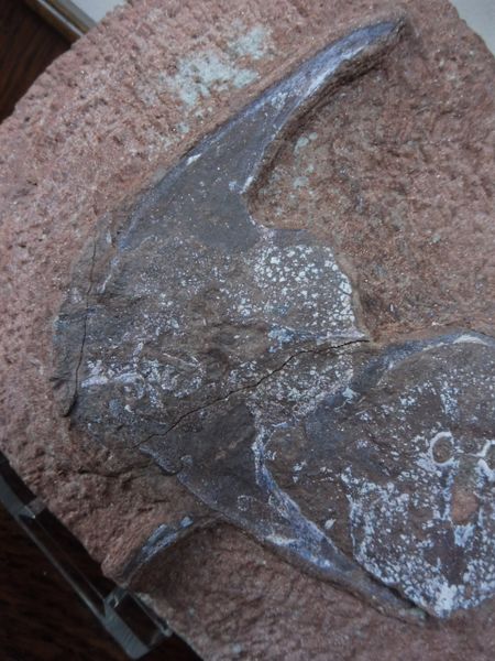 Fossil Agnathan Armoured Fish Stensiopelta pustulata. Devonian ...