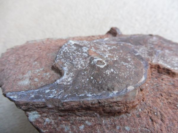 Fossil Agnathan Armoured Fish Stensiopelta pustulata. Devonian ...