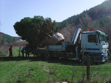 камион с едроразмерно дърво