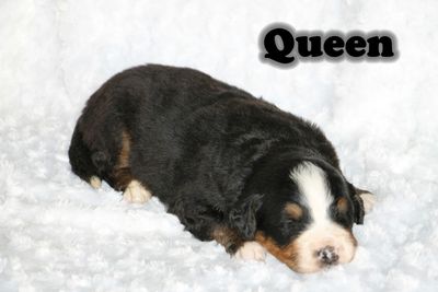 are bernese mountain dogs loyal