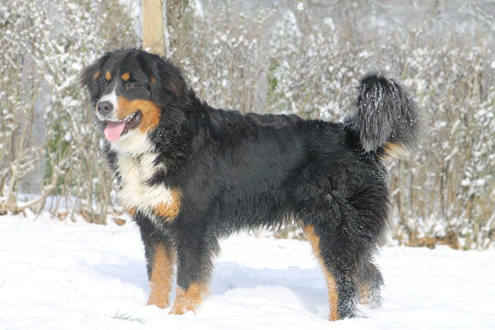 Our females | Family mountain dogs