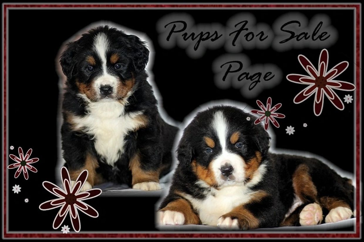 Bernese mountain puppies