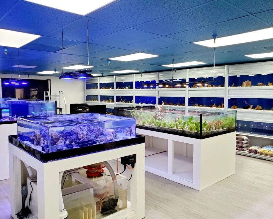 Fish Aquarium Store Outlet Discount, Save 60% - New%20Shop%201