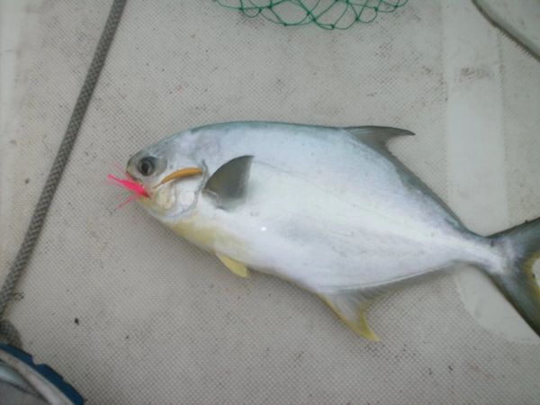 SILLY WILLY SWIM JIGS -- POMPANO or ANY OTHER FISH - FANTASTIC BANANA JIG