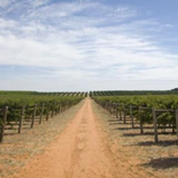 deakin estate winery vineyards