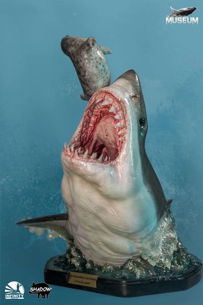 Infinity Studio - Great White Shark (大白鲨) - Sold out