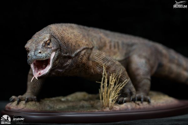 博物系列 1/4 科莫多巨蜥 Museum 1/4 Varanus komodoensis (Sold out)