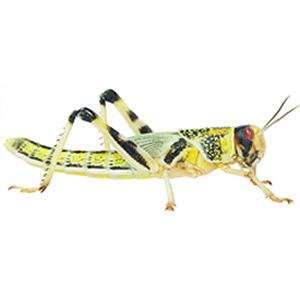 *NOT INSTORE* Adult Locusts Pre-Pack (£6.00 MULTIBUY)