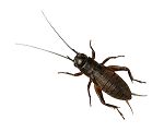 *NOT INSTORE* Extra Large Black Crickets (3 FOR £6.00 MULTIBUY)