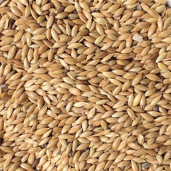 *NOT INSTORE* Plain Canary Seed 20kg