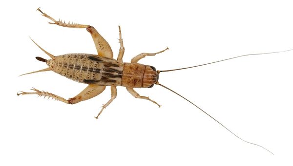 *NOT INSTORE*Extra Large Silent Crickets (£6.00 MULTIBUY)