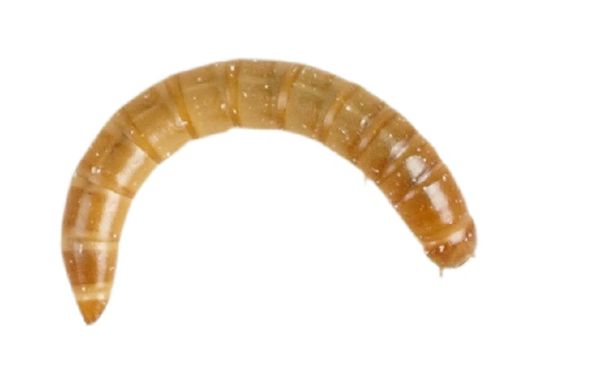 Standard Mealworms (Pre-Pack)