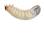 *NOT INSTORE* Fruit Beetle (Pachnoda) Grubs