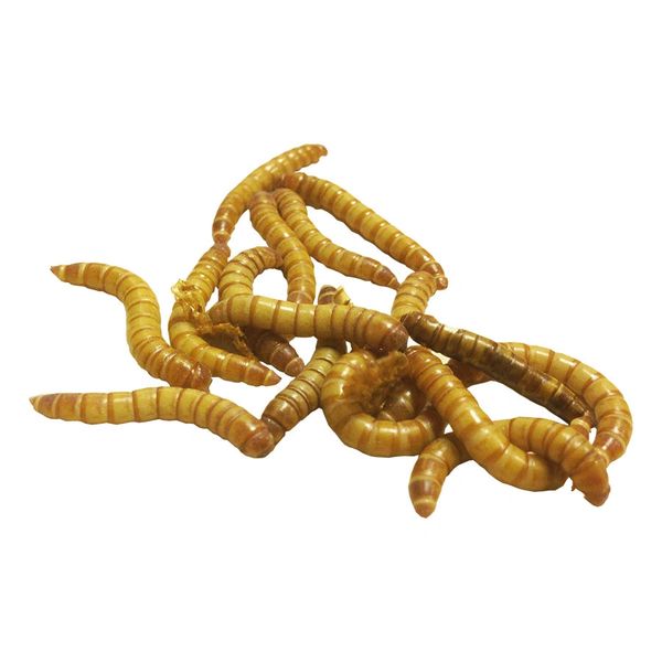 Giant Mealworms Pre-Pack (£6.00 MULTIBUY)