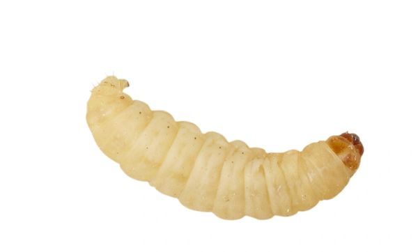 Waxworms 15g (Pre-Pack)
