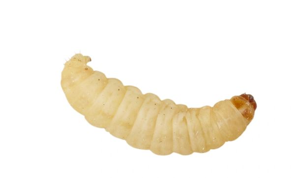 Waxworms (£8.00 MULTIBUY)