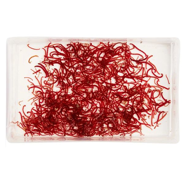 Live Small Bloodworm 100ml