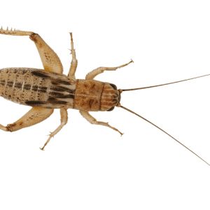 *NOT INSTORE* Micro Silent Crickets Pre-Pack (£6.00 MULTIBUY)