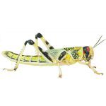 *NOT INSTORE* Hatchling Locusts Pre-Pack (£6.00 MULTIBUY)