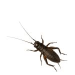 *NOT INSTORE* Small Black Crickets Pre-Pack (3 For £6.00 MULTIBUY)