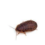 Medium Dubia Cockroaches Pre-Pack (3 For £7.50 MULTIBUY)