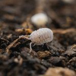 Mini Speckled Woodlice Pre-Pack