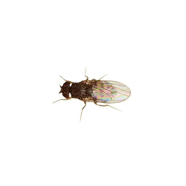 Flightless Fruit Fly (Drosophila) Culture