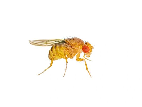 Golden Fruitfly Culture