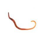 Small Worms (Dendrobaena) Pre-Pack (3 for £6.00 MULTIBUY)