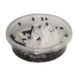 *NOT INSTORE* Curly Wing Flies Pre-Pack (3 for £6.00 MULTIBUY)