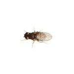 *NOT INSTORE* Flightless Fruit Flies Pre-Pack (3 for £6.00 MULTIBUY)