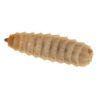 *NOT INSTORE* Large Calci Worms