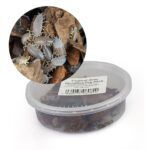 *NOT INSTORE* Tropical Grey Woodlice Pre-Pack