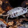 Dairy Cow Woodlice