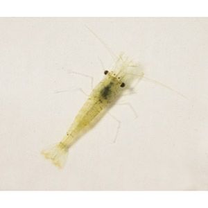 Live River Shrimp 100ml