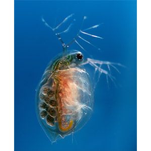 Live Daphnia 100ml